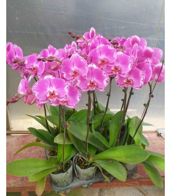 Hoa Lan Hồ Điệp chưng tết